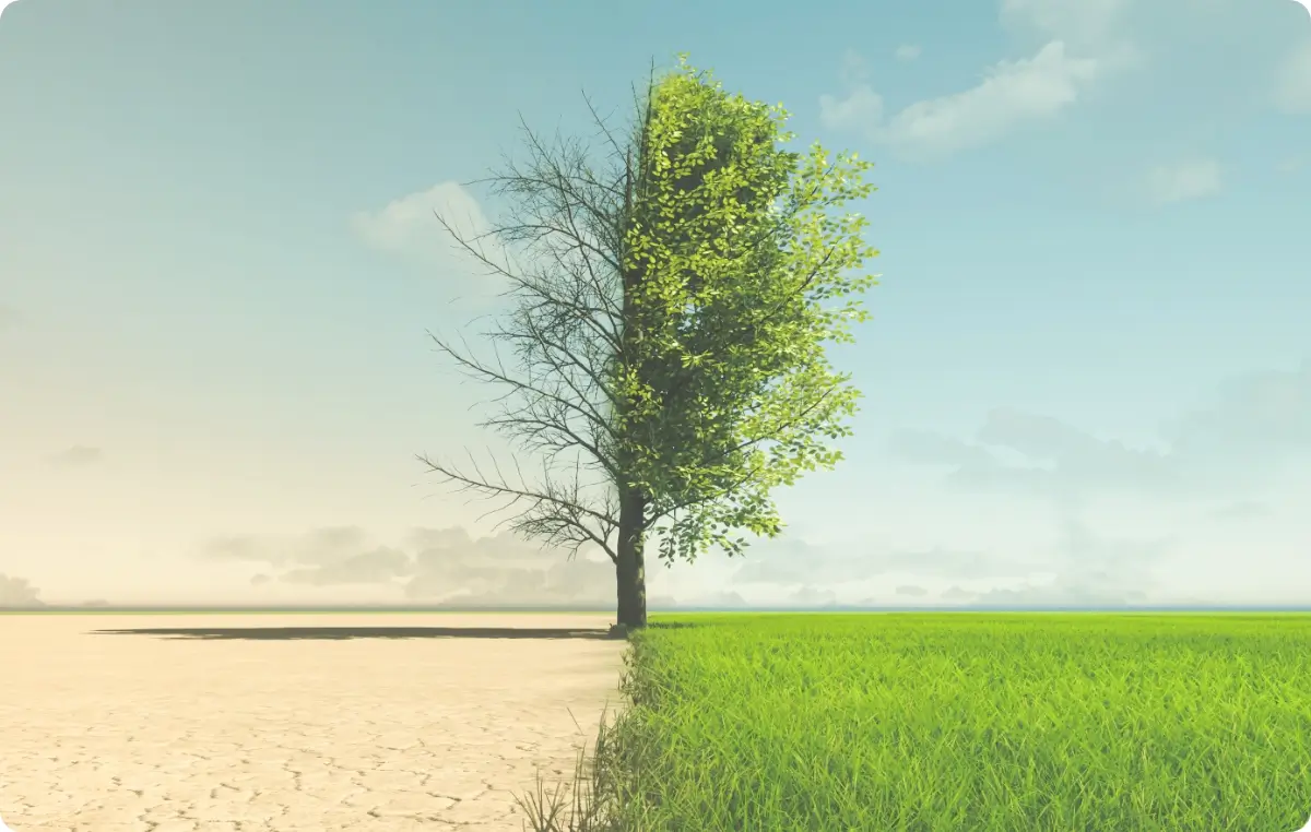 Ein Baum steht auf einem Feld. Die linke Seite des Bildes zeigt den Baum ohne Blätter und trockene Erde, auf der rechten Seite ist alles grün.