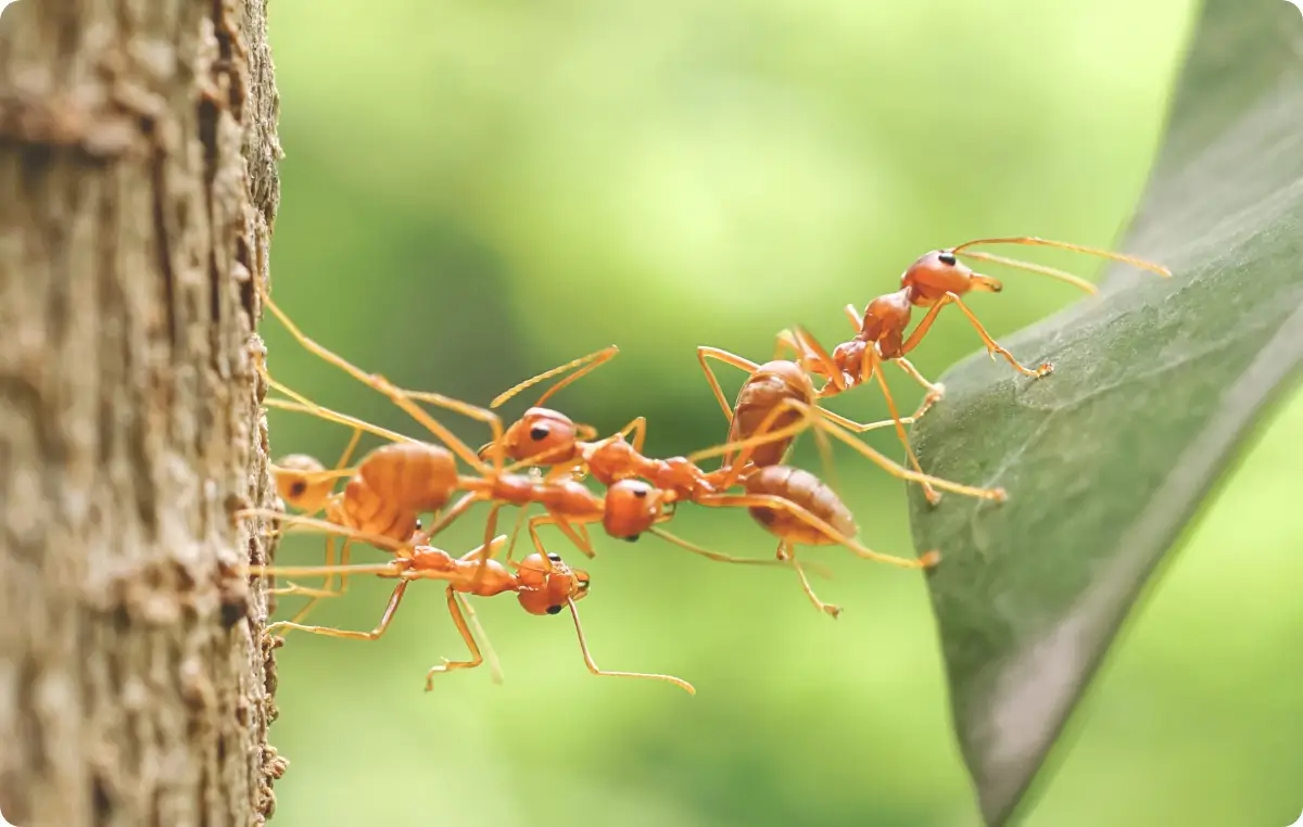 Rote Ameisen bauen eine Brücke aus ihren Körpern zwischen einem Baumstamm und einem Blatt.