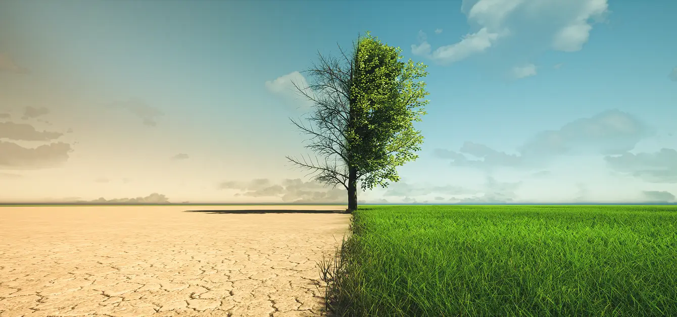 Ein Baum steht auf einem Feld. Die linke Seite des Bildes zeigt den Baum ohne Blätter und trockene Erde, auf der rechten Seite ist alles grün.