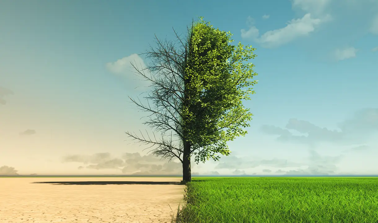 Ein Baum steht auf einem Feld. Die linke Seite des Bildes zeigt den Baum ohne Blätter und trockene Erde, auf der rechten Seite ist alles grün.