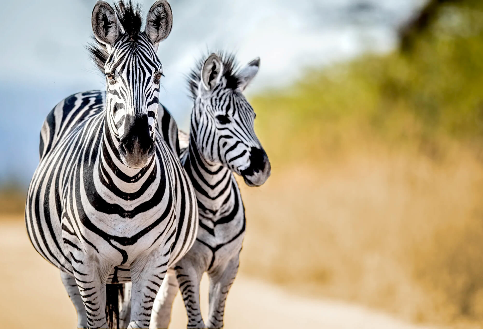 Zwei Zebras.