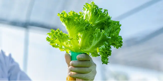 Eine Person hält in einer Hand einen frischen grünen Salatkopf. Der Salatkopf hat lange, sichtbare Wurzeln und steckt in einem kleinen grünen Behälter.