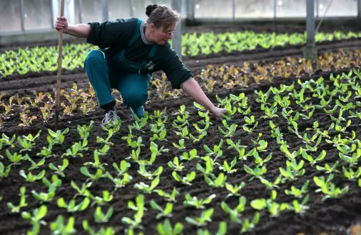 Eine Person arbeitet in einem Gewächshaus und pflegt junge Salatpflanzen, die in geraden Reihen auf dunkler Erde wachsen. Im Hintergrund sind weitere Reihen mit Salat zu sehen, das Gewächshaus ist lichtdurchflutet.