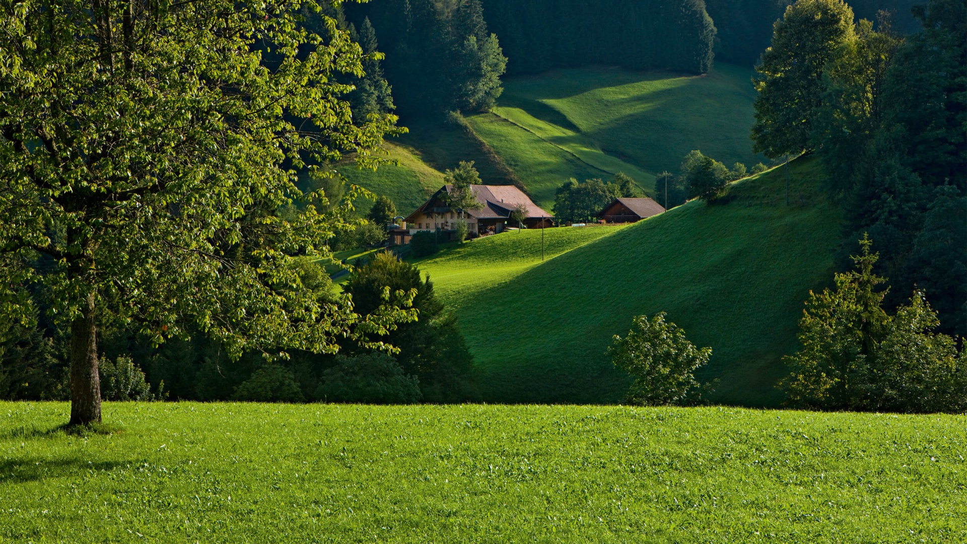 Im Vordergrund ist ein Baum zu sehen, dahinter sieht man grüne Berge mit Häusern.