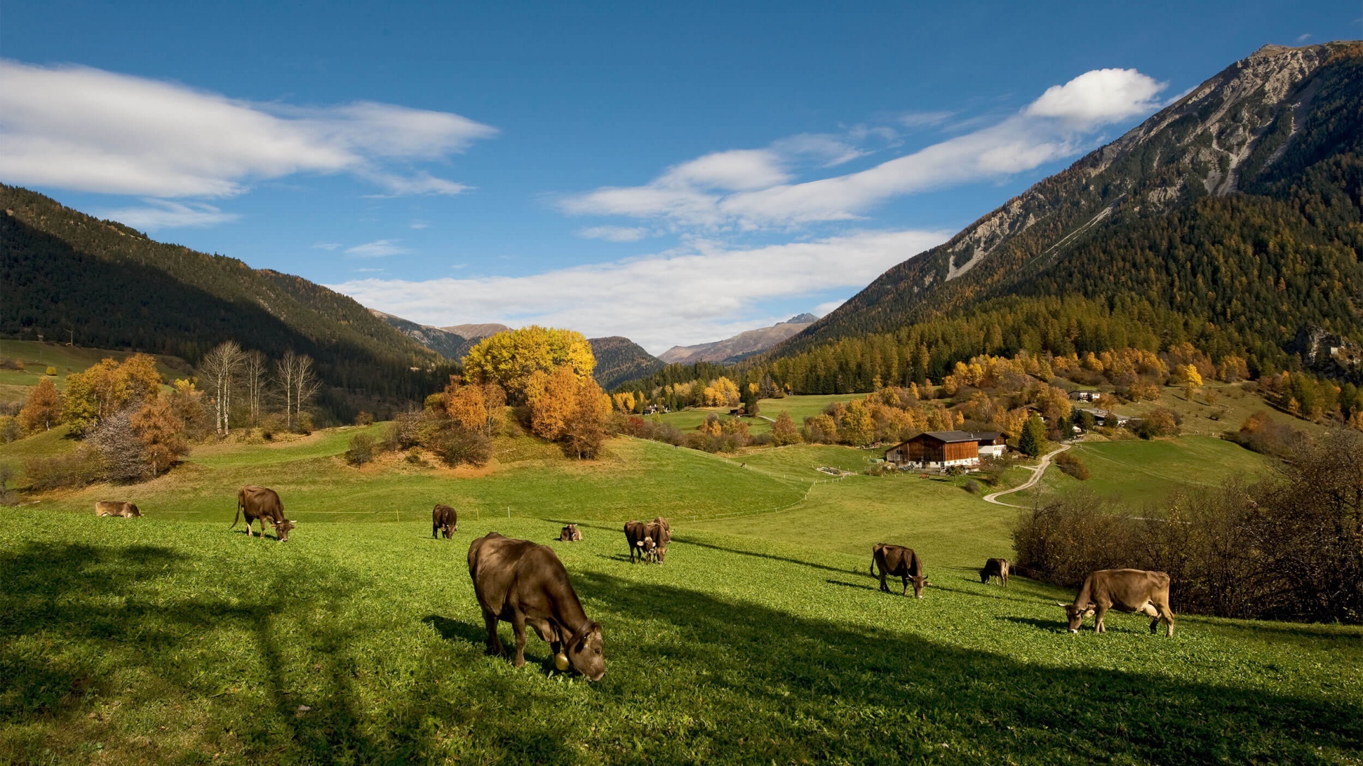 Auf einer Weide grasen braune Kühe. Im Hintergrund sind ein Bauernhaus und Berge zu sehen.