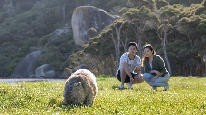 Wombat im Wilsons Promontory Nationalpark Copyright: Visit Victoria