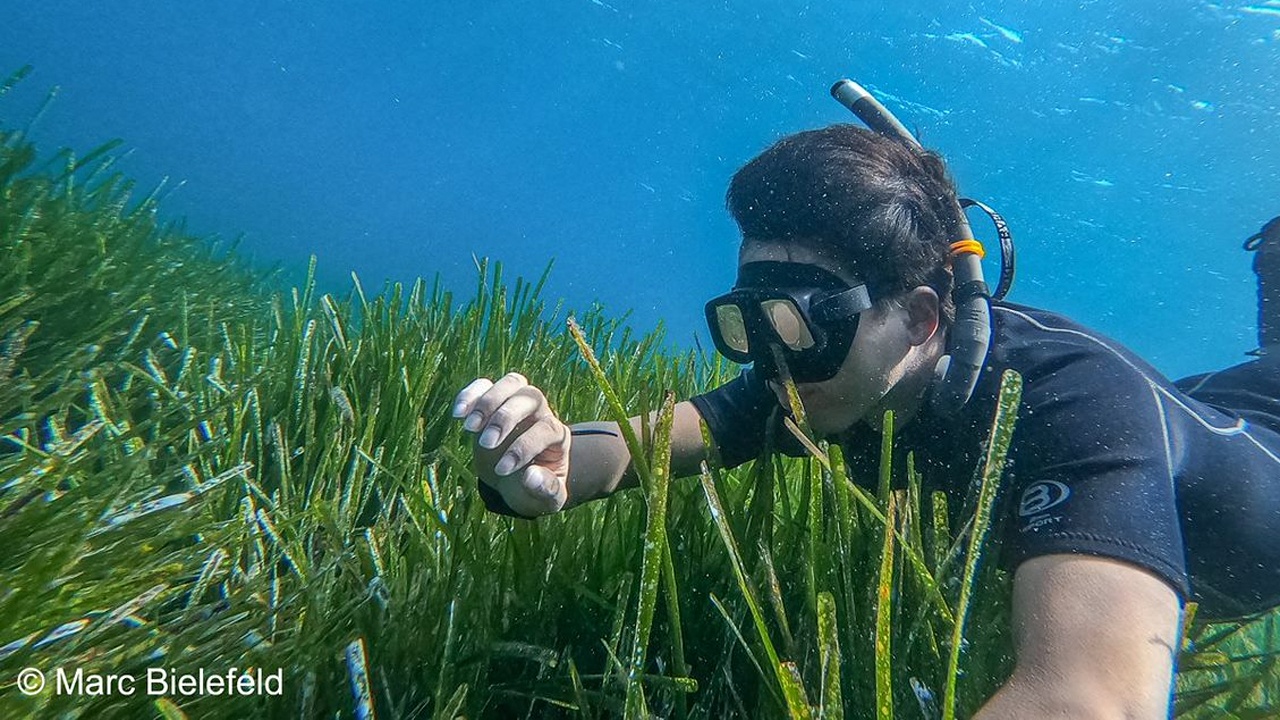 Bestandserhebung von Seegraswiesen im Mittelmeer, © Marc Bielefeld